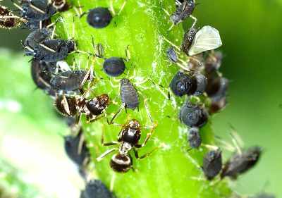 Blattläuse auf dem Kraut von Buschbohnen in starker Vergrößerung