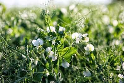 Erbsenpflanzen brauchen etwas Pflege