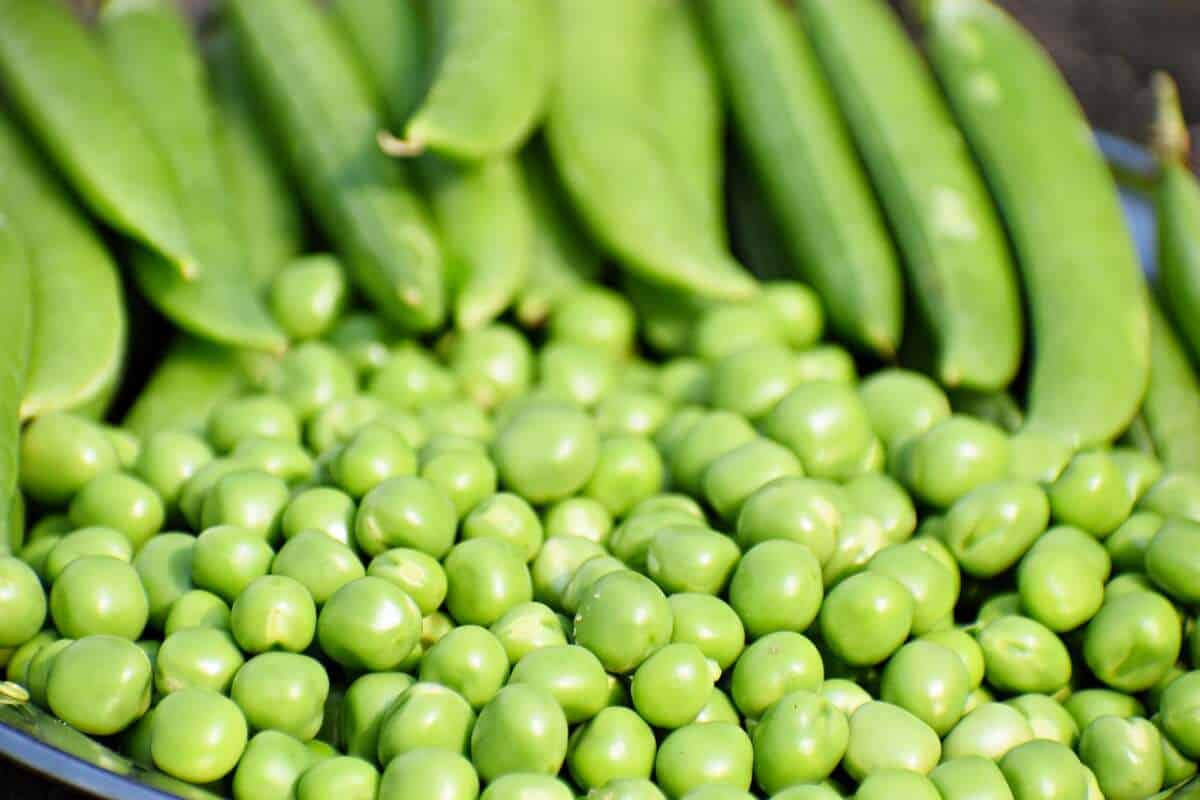 Erbsen im eigenen Garten anbauen