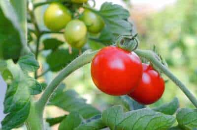 Einige Tomaten sind erntereif