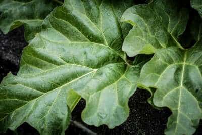 Gesunde und gut ernährte Rhabarberpflanze