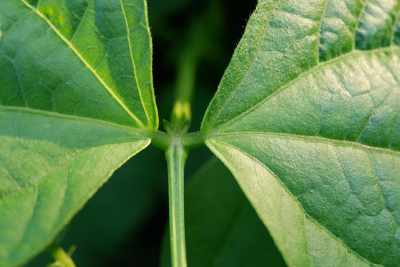 Gut entwickeltes Kraut von Buschbohnen