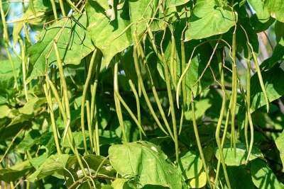 Kraut von großen Bohnen