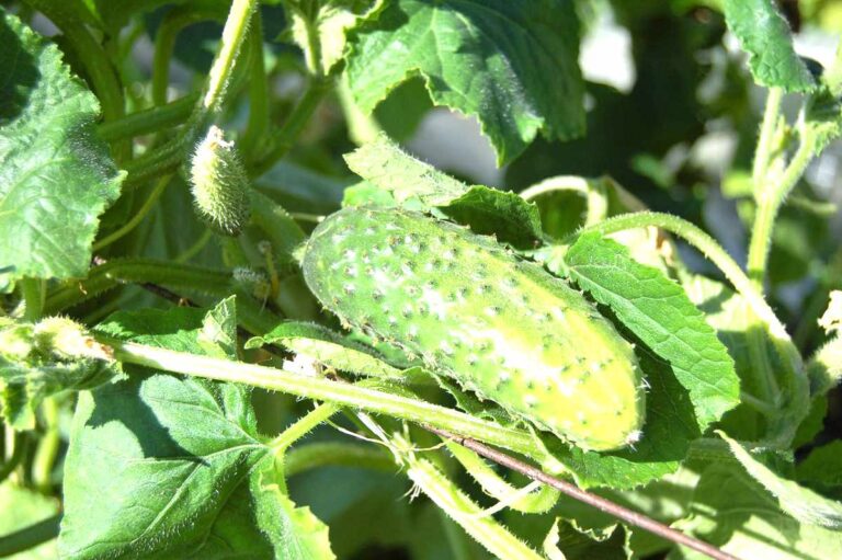 Gurken im Hausgarten