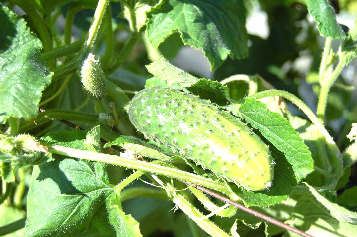 Gurken im Hausgarten