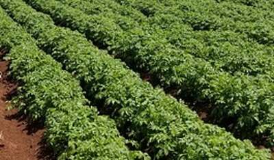 Kartoffeln in Reihen gepflanzt