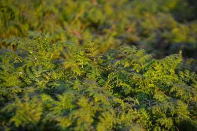 Gesundes Karottenkraut