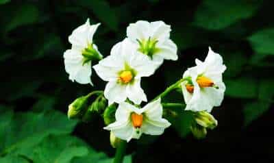 Kartoffelpflanzen brauchen Pflege