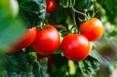 Reife Tomaten am Strauch