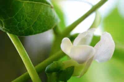 Blüten von Stangenbohnen