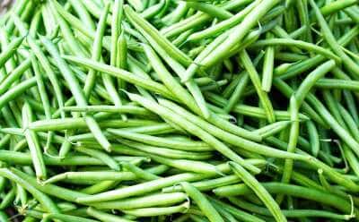 Ernte der Stangenbohnen