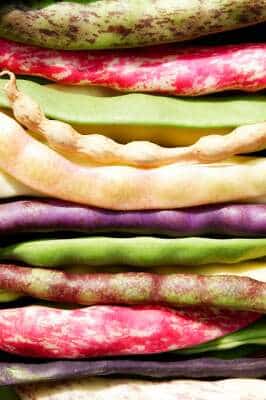 Verschiedene Sorten von Stangenbohnen