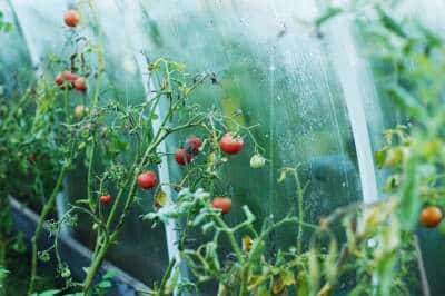 Tomatenpflanzen wachsen unter Folie