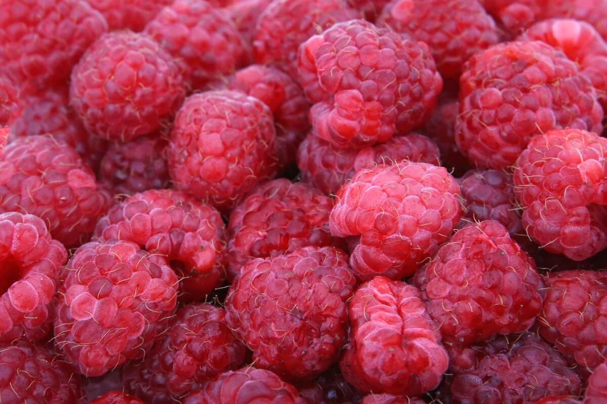 Anleitungen zum Anbauen von Himbeeren im Garten