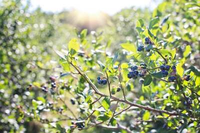 Blaubeeren an einem Strauch