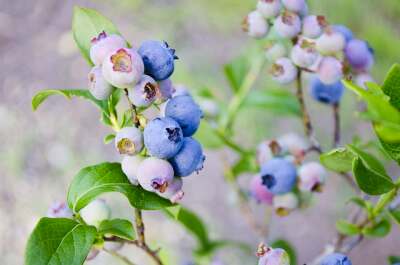 Heranreifende Blaubeeren