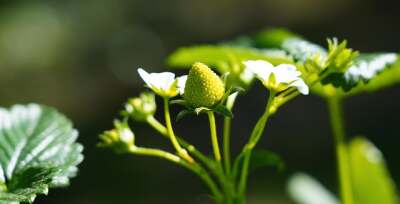 Fruchtansatz von Erdbeeren