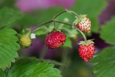 Beginnender Befall von Grauschimmel an Erdbeeren