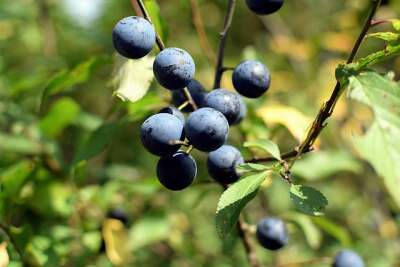 Erntereife Heidelbeeren