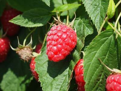 Gesunde Himbeeren