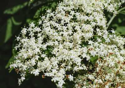 Holunderblüten