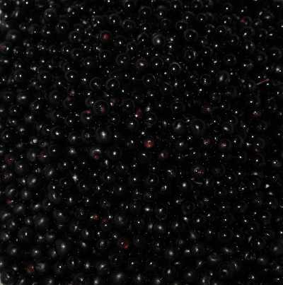 Frisch geerntete Holunderbeeren