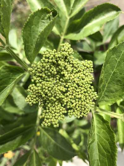 Fruchtansatz bei Holunder