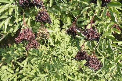 Holunderbeeren am Strauch