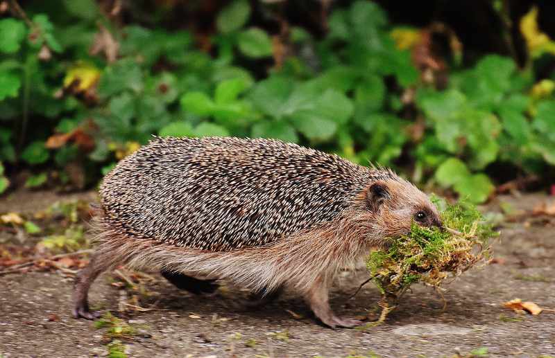 Igel im Garten