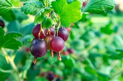 Heranreifende Jostabeeren