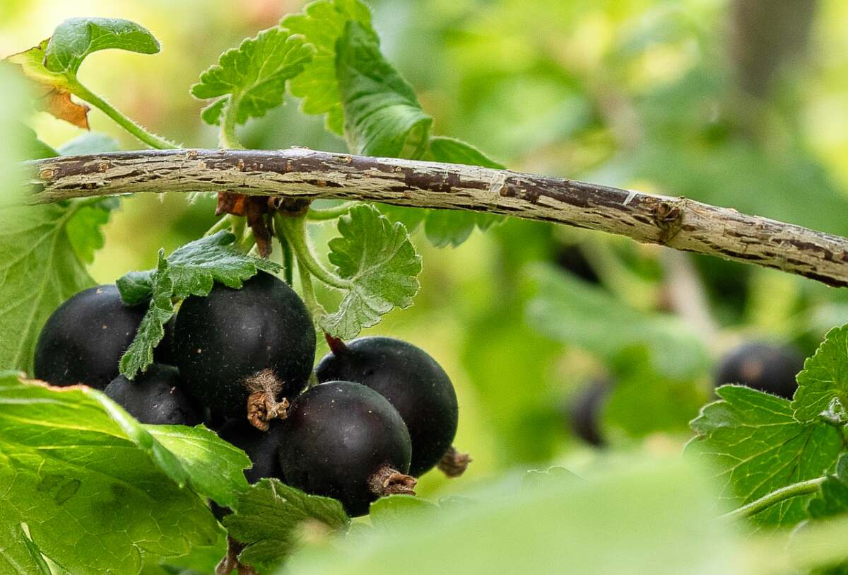Jostabeeren im Garten