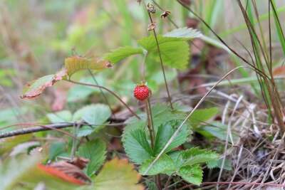Preiselbeeren auf Stroh
