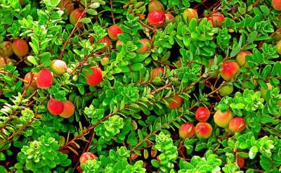 Preiselbeeren am Strauch