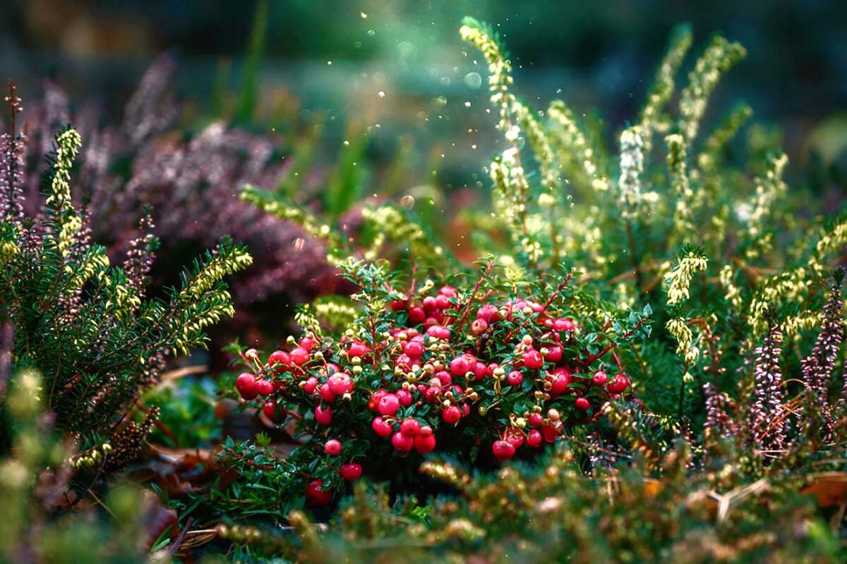 Preiselbeeren im Garten