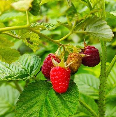 Reifende Himbeeren