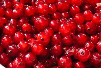 Frisch geerntete Rote Johannisbeeren