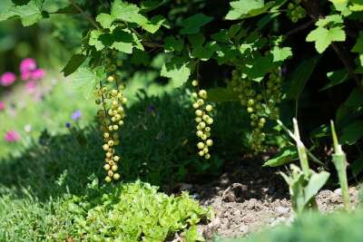 Fruchtansatz von Roten Johannisbeeren