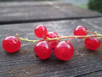 Reife Rote Johannisbeeren