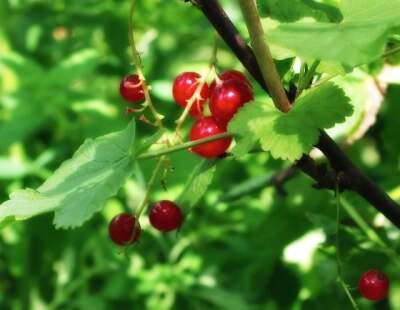 Rote Johannisbeeren am Strauch