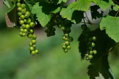 Fruchtansatz an Schwarzen Johannisbeeren