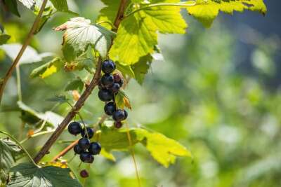 Erste reife Schwarze Johannisbeeren am Busch