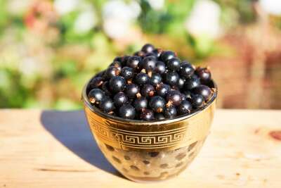 Frisch geerntete Schwarze Johannisbeeren