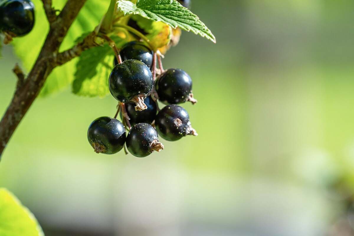 Schwarze Johannisbeeren