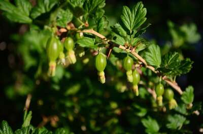 Fruchtansatz bei Stachelbeeren