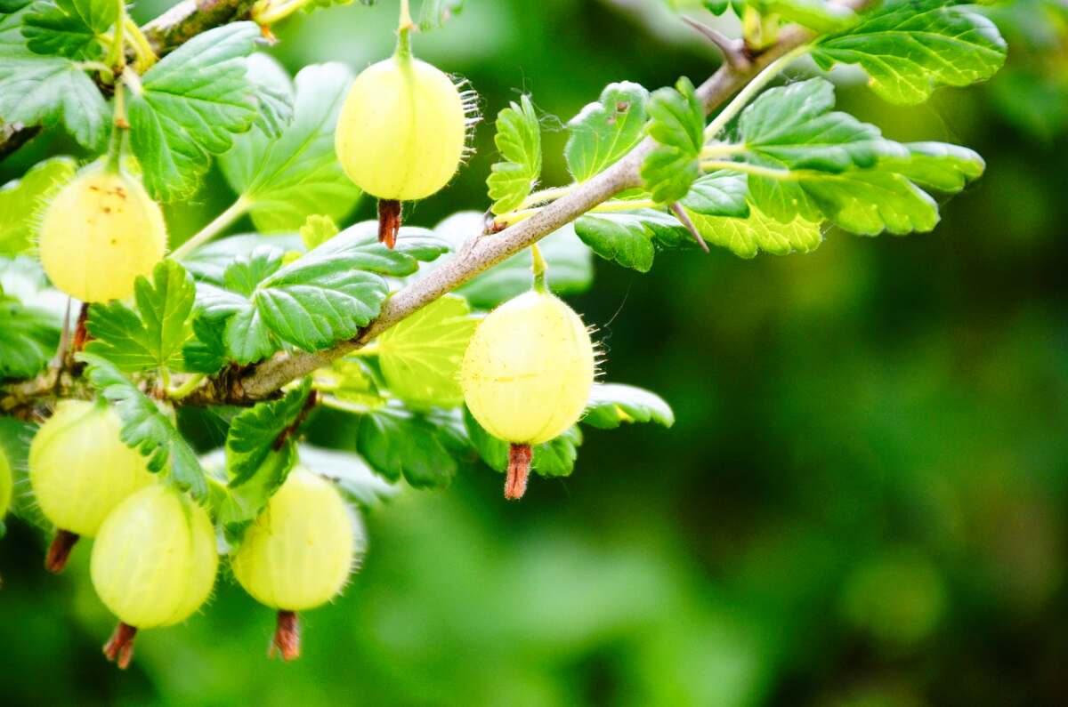 Die Vorteile von Stachelbeeren sind vielfältig