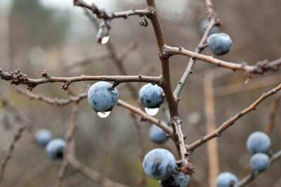 Schlehe kurz vor der Ernte