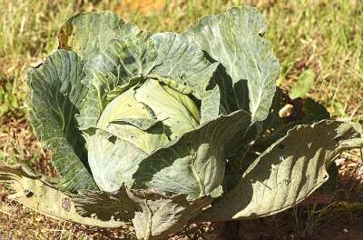 Fast reifer Weißkohl