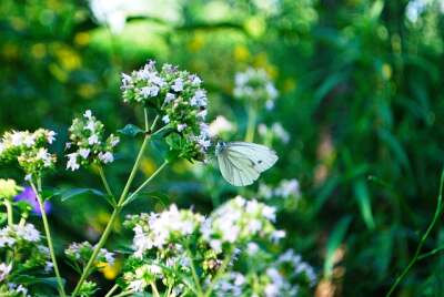 Blüten vom Weißkohl